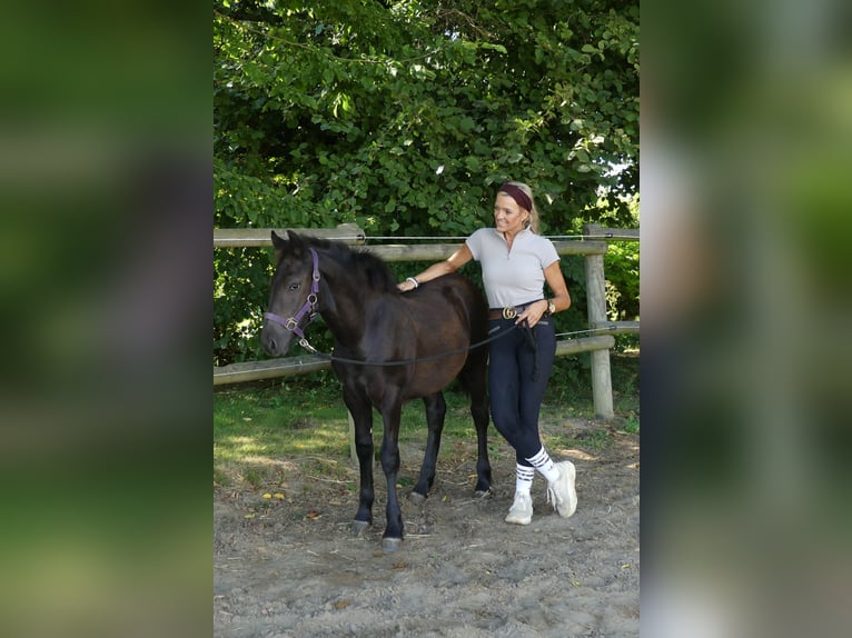 Friesen Mix Stute Fohlen (03/2026) Rappe in Bünde