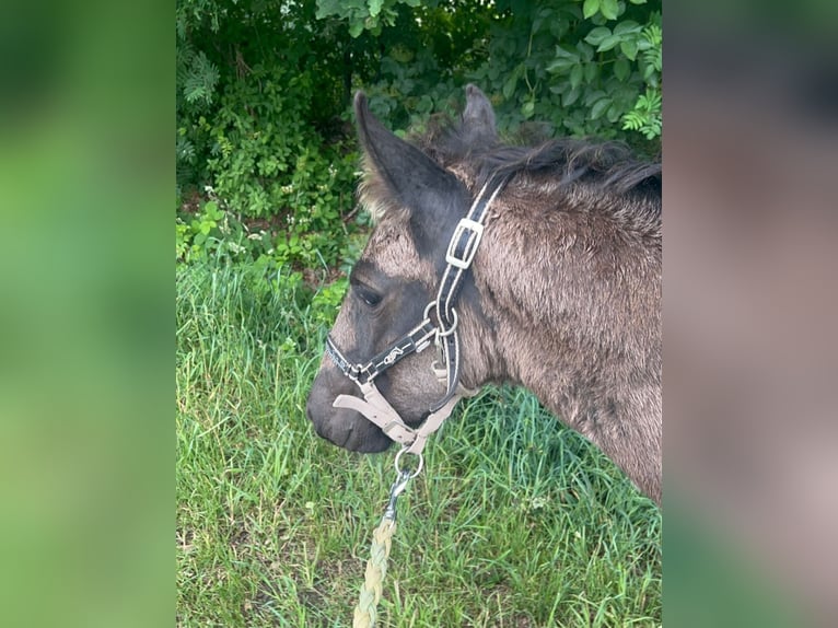 Friesen Mix Stute Fohlen (04/2026) Rappe in Wardenburg