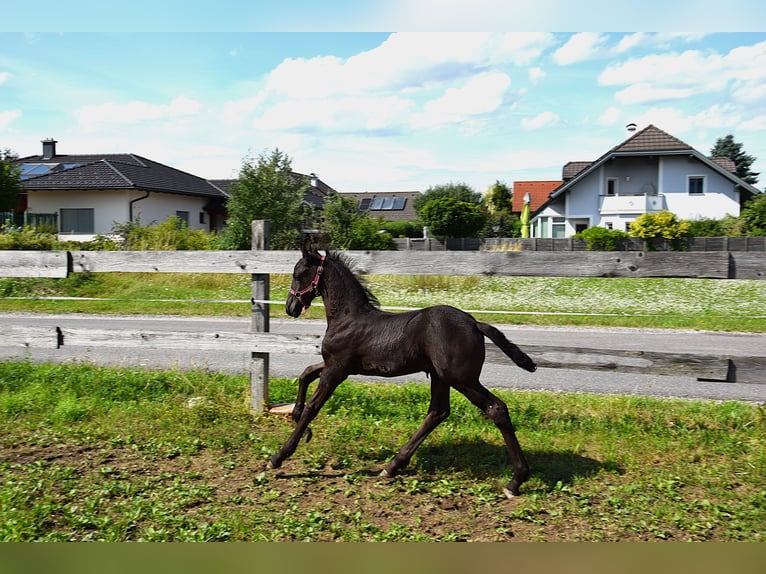 Friesen Stute Fohlen (06/2025) in Oberweis