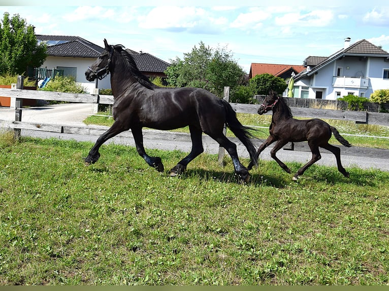 Friesen Stute Fohlen (06/2025) in Oberweis