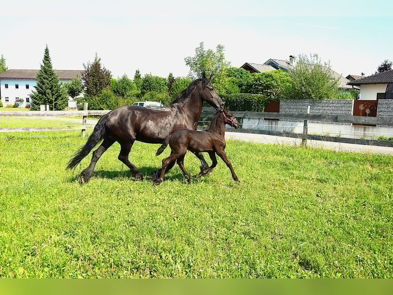Friesen Stute Fohlen (06/2025) in Oberweis