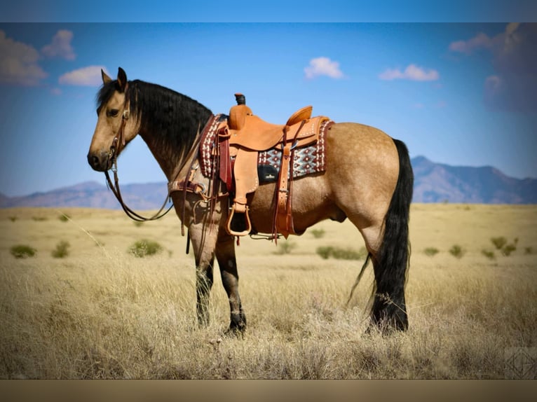 Friesen Mix Wallach 10 Jahre 147 cm Buckskin in Nogales, AZ