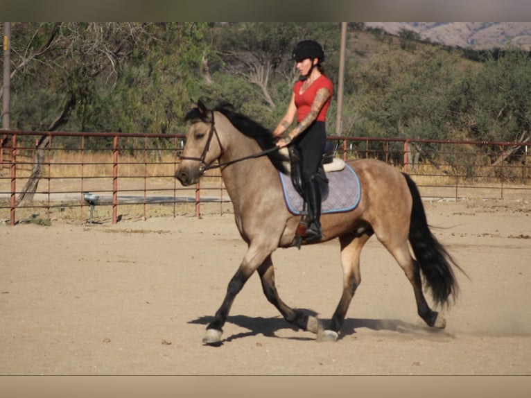 Friesen Mix Wallach 10 Jahre 147 cm Buckskin in Nogales, AZ