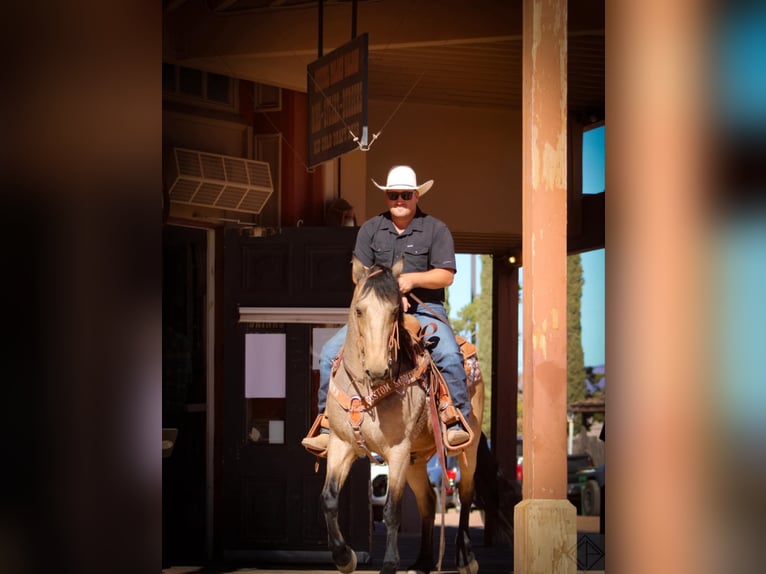 Friesen Mix Wallach 10 Jahre 147 cm Buckskin in Nogales, AZ