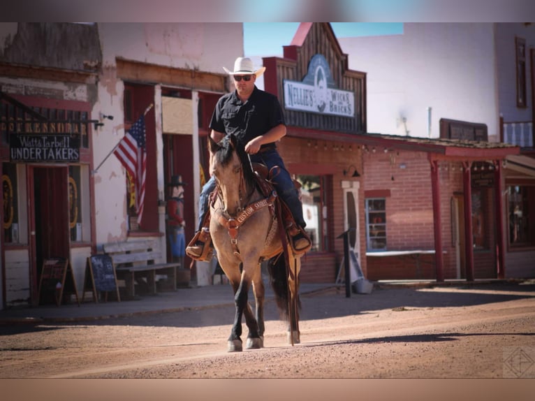 Friesen Mix Wallach 10 Jahre 147 cm Buckskin in Nogales, AZ