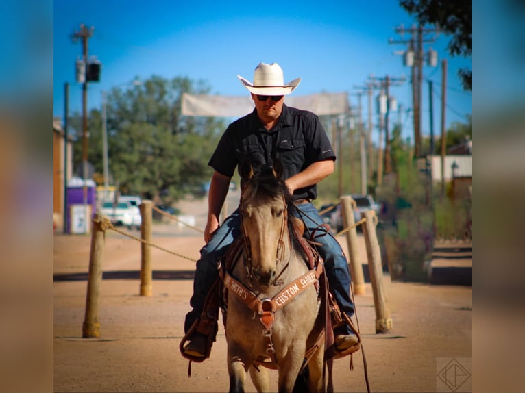 Friesen Mix Wallach 10 Jahre 147 cm Buckskin in Nogales, AZ