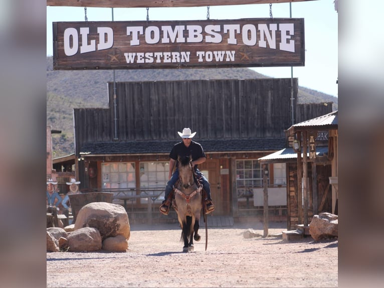 Friesen Mix Wallach 10 Jahre 147 cm Buckskin in Nogales, AZ