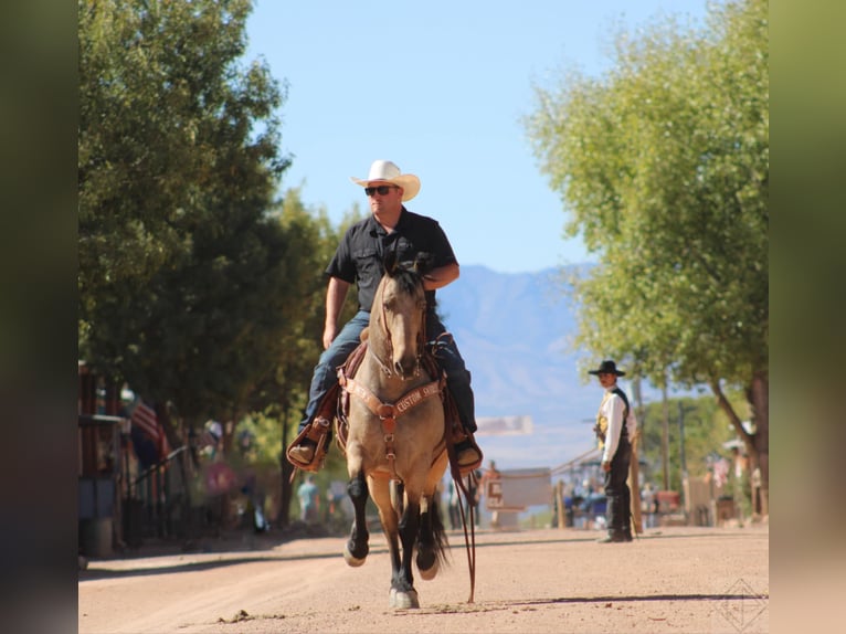 Friesen Mix Wallach 10 Jahre 147 cm Buckskin in Nogales, AZ