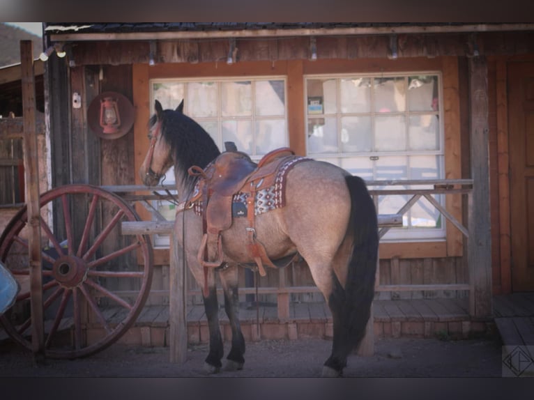 Friesen Mix Wallach 10 Jahre 147 cm Buckskin in Nogales, AZ