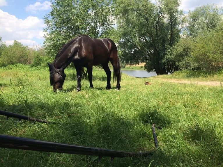Friesen Mix Wallach 10 Jahre 152 cm Rappe in Riesa