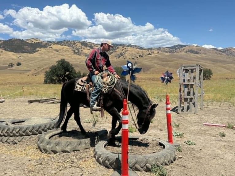 Friesen Wallach 10 Jahre 152 cm Rappe in Tres Pinos