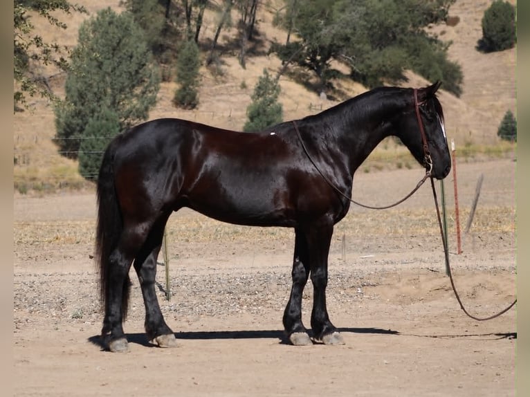 Friesen Wallach 10 Jahre 152 cm Rappe in Tres Pinos