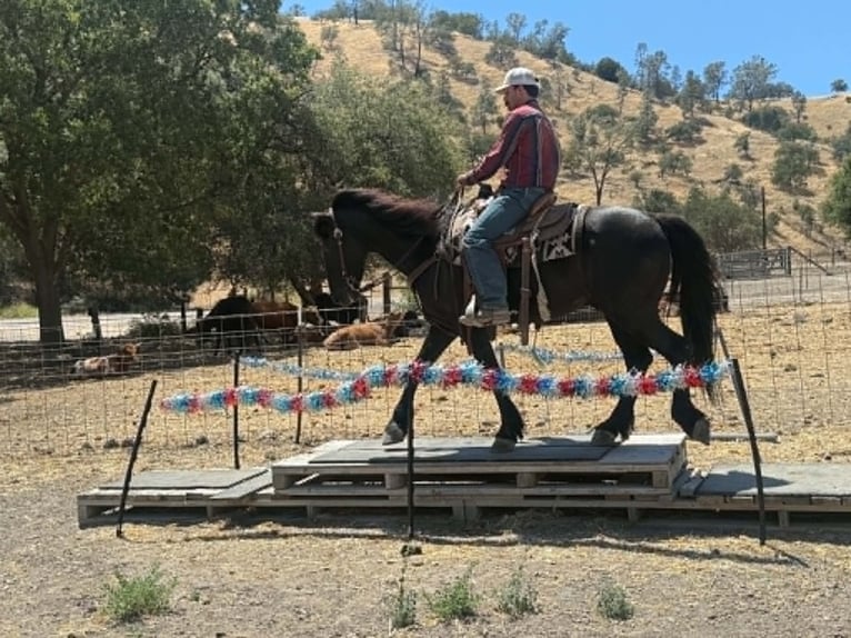 Friesen Wallach 10 Jahre 152 cm Rappe in Tres Pinos