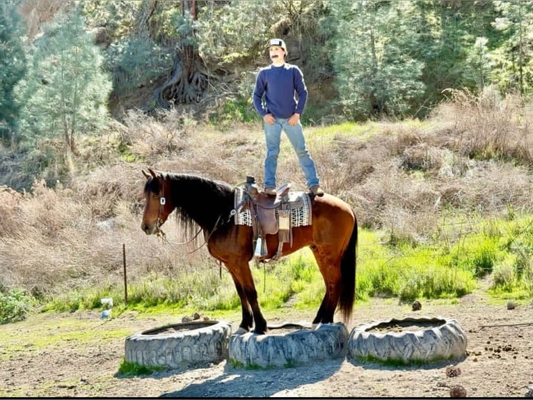 Friesen Wallach 10 Jahre 152 cm Rotbrauner in Chappell Hill