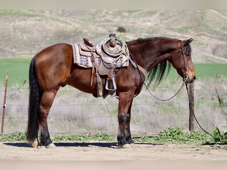 Friesen Wallach 10 Jahre 155 cm Rotbrauner in Paicines CA