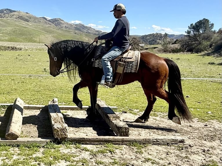 Friesen Wallach 10 Jahre 155 cm Rotbrauner in Paicines CA