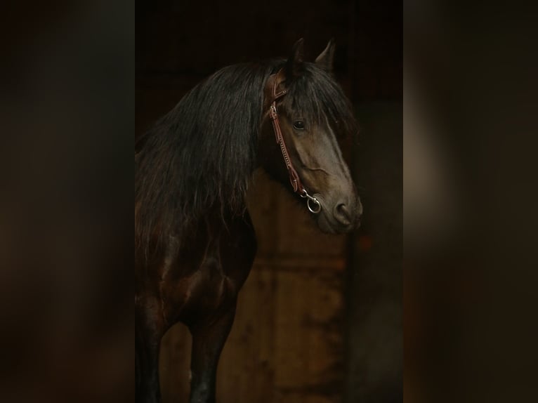 Friesen Wallach 10 Jahre 158 cm Rappe in Beelitz