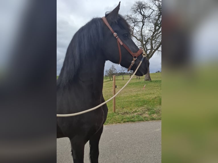 Friesen Wallach 10 Jahre 160 cm Rappe in Lorch