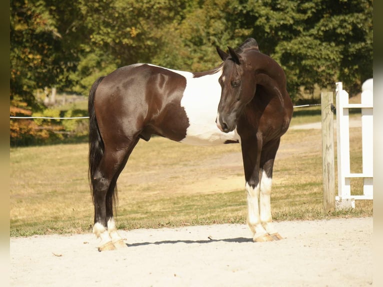 Friesen Mix Wallach 10 Jahre 160 cm Schecke in Fresno