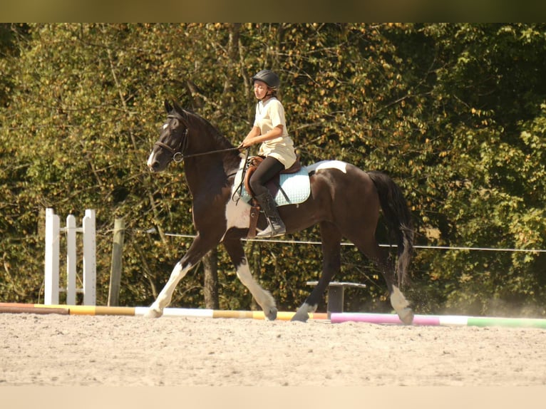 Friesen Mix Wallach 10 Jahre 160 cm Schecke in Fresno