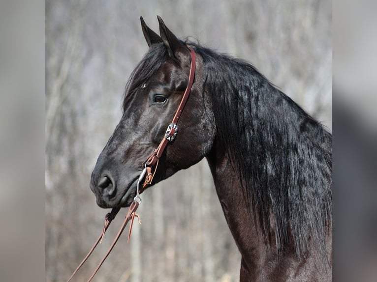 Friesen Wallach 10 Jahre 163 cm Rappe in Whitley City KY