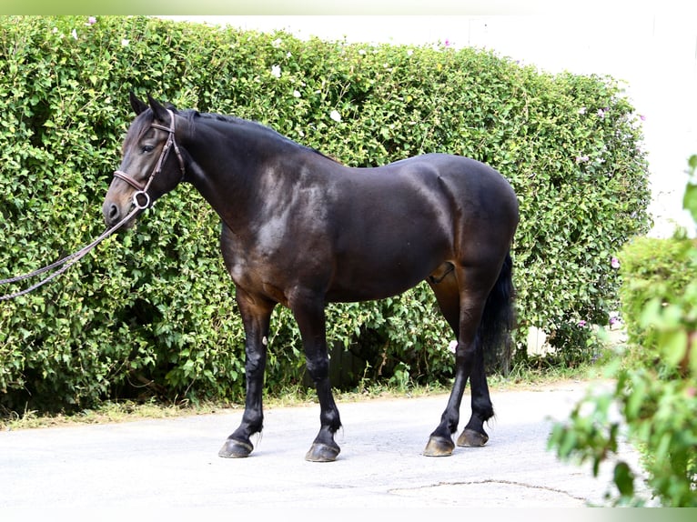 Friesen Mix Wallach 10 Jahre 163 cm Rotbrauner in Gap, PA
