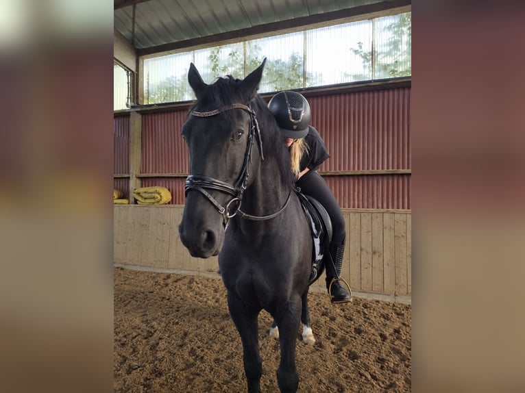 Friesen Mix Wallach 10 Jahre 164 cm Rappe in Rotenburg (Wümme)