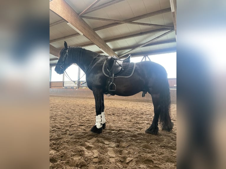 Friesen Wallach 10 Jahre 166 cm Rappe in Vierh&#xF6;fen