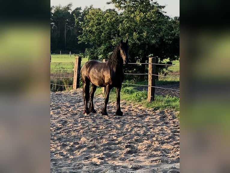 Friesen Wallach 10 Jahre 166 cm Rappe in Vierh&#xF6;fen