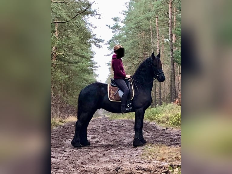 Friesen Wallach 10 Jahre 166 cm Rappe in Vierh&#xF6;fen