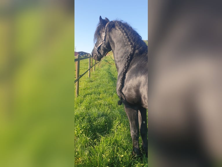 Friesen Wallach 10 Jahre 167 cm Rappe in Iggingen