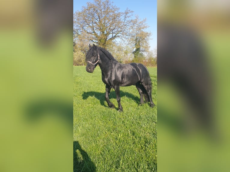 Friesen Wallach 10 Jahre 167 cm Rappe in Iggingen