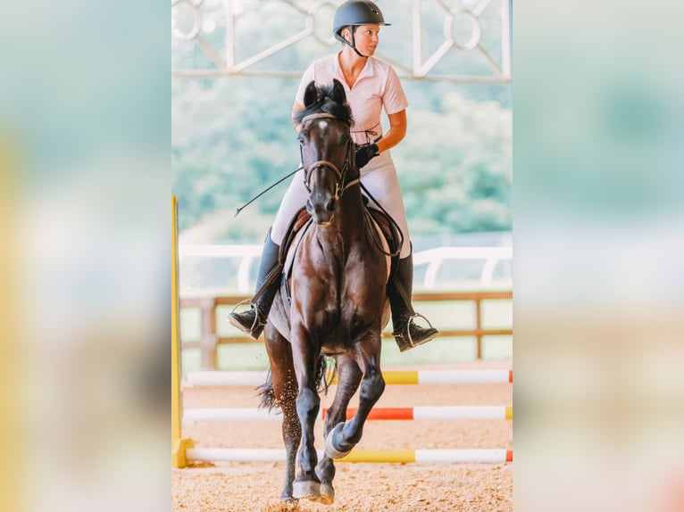 Friesen Mix Wallach 10 Jahre 170 cm Rappe in Fresno