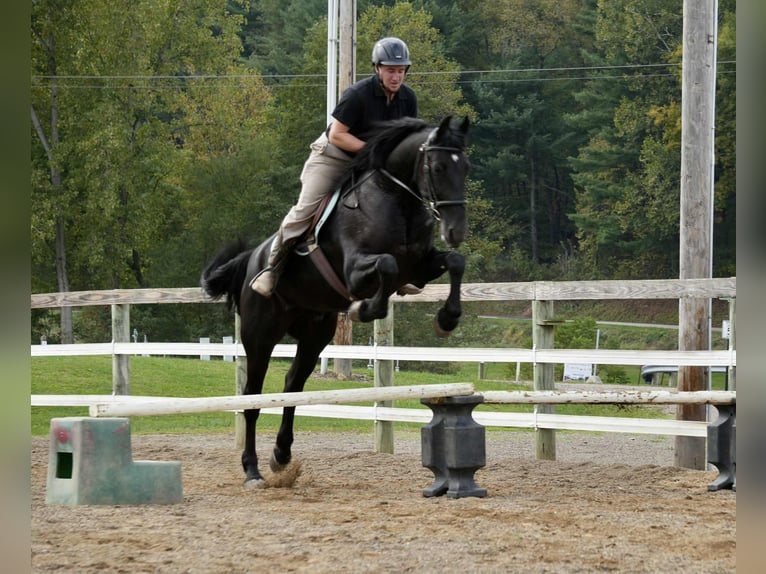 Friesen Mix Wallach 10 Jahre 170 cm Rappe in Fresno Friesen Mix Wallach 10 Jahre 170 cm Rappe in Fresno