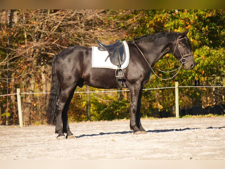 Friesen Wallach 10 Jahre 170 cm Rappe in fresno OH