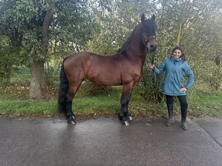 Friesen Mix Wallach 11 Jahre 155 cm Brauner in Freyburg
