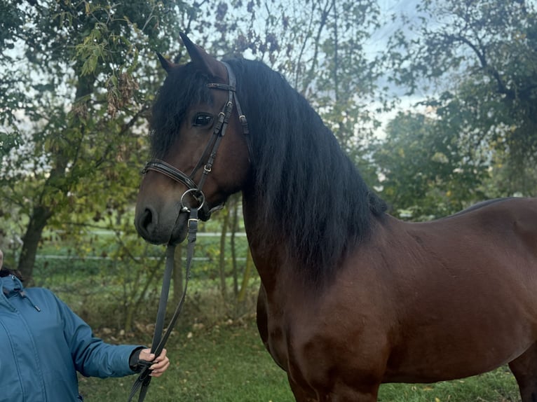 Friesen Mix Wallach 11 Jahre 155 cm Brauner in Freyburg