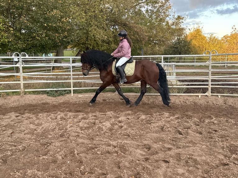 Friesen Mix Wallach 11 Jahre 155 cm Brauner in Freyburg