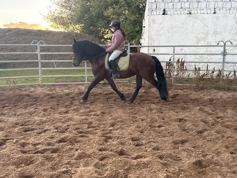 Friesen Mix Wallach 11 Jahre 155 cm Brauner in Freyburg