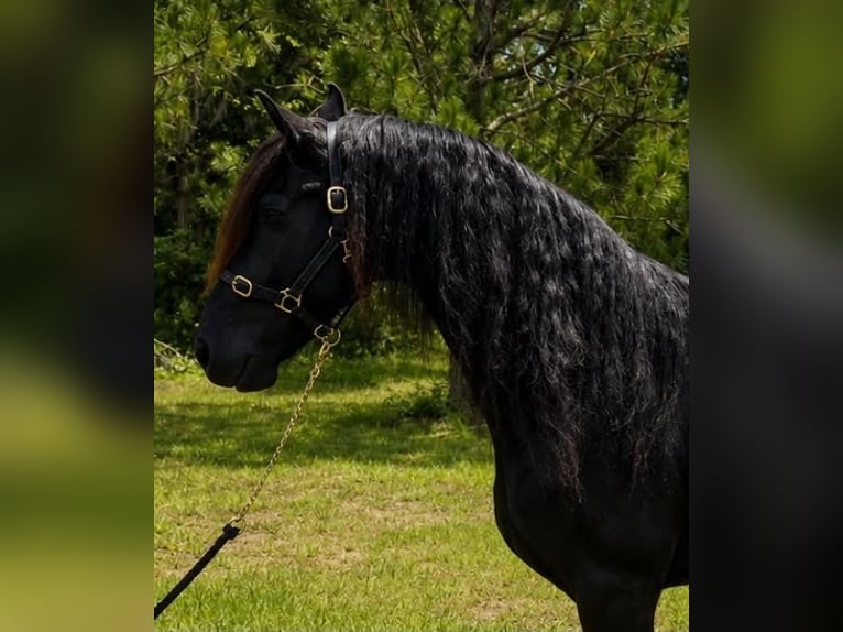 Friesen Wallach 11 Jahre 155 cm Rappe in Land O Lakes