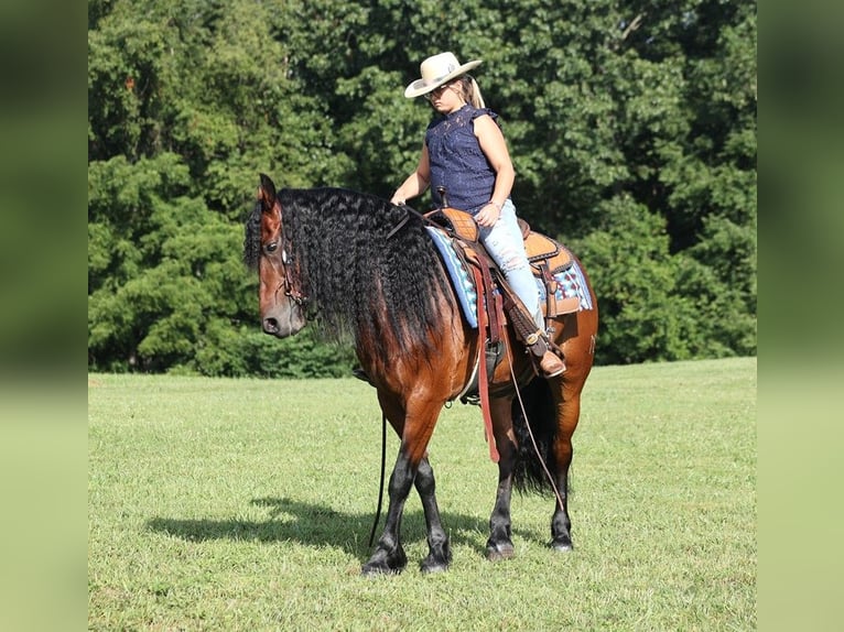 Friesen Wallach 11 Jahre 157 cm Rotbrauner in Somerset KY