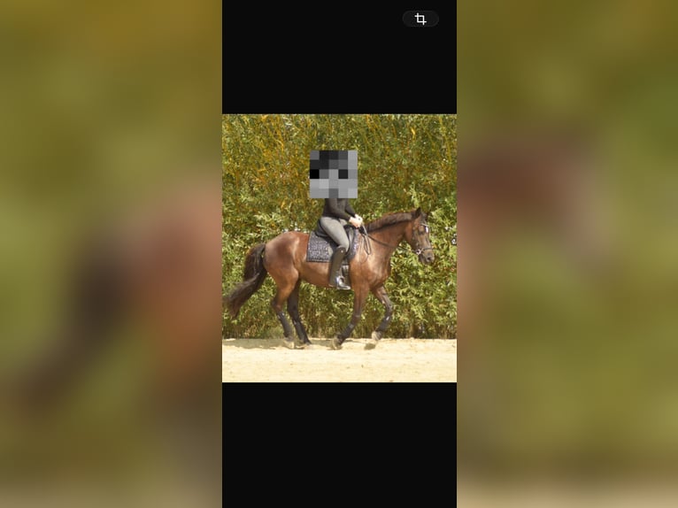 Friesen Mix Wallach 11 Jahre 158 cm Rappe in Herzebrock-Clarholz