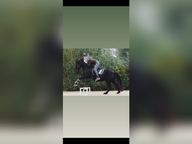 Friesen Mix Wallach 11 Jahre 158 cm Rappe in Herzebrock-Clarholz