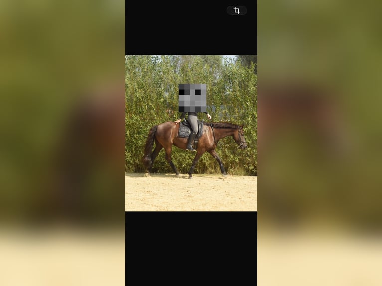 Friesen Mix Wallach 11 Jahre 158 cm Rappe in Herzebrock-Clarholz