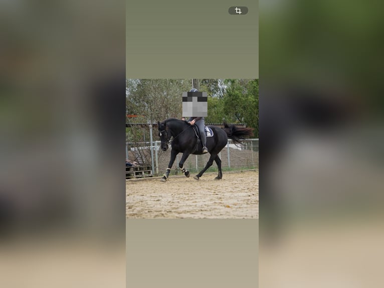 Friesen Mix Wallach 11 Jahre 158 cm Rappe in Herzebrock-Clarholz