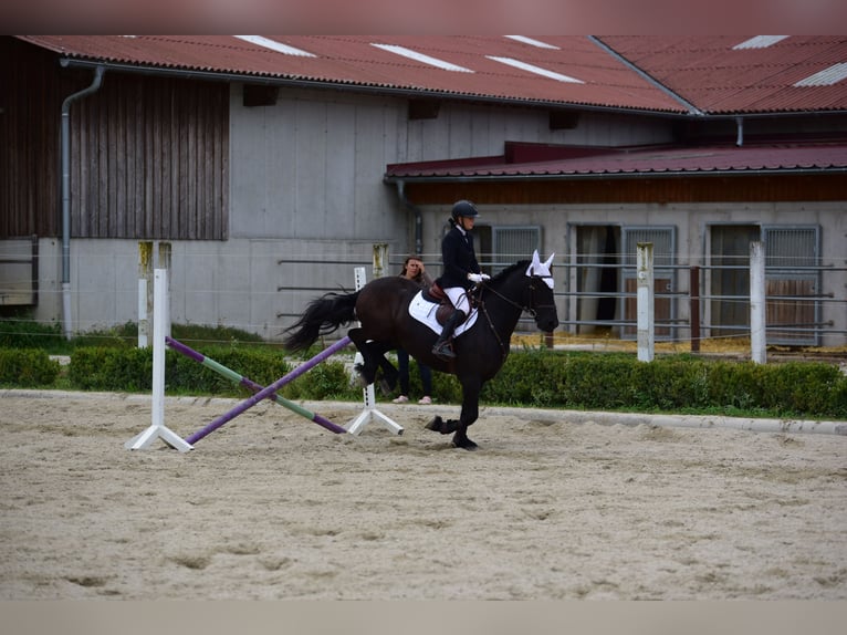 Friesen Wallach 11 Jahre 158 cm Rappe in Wels