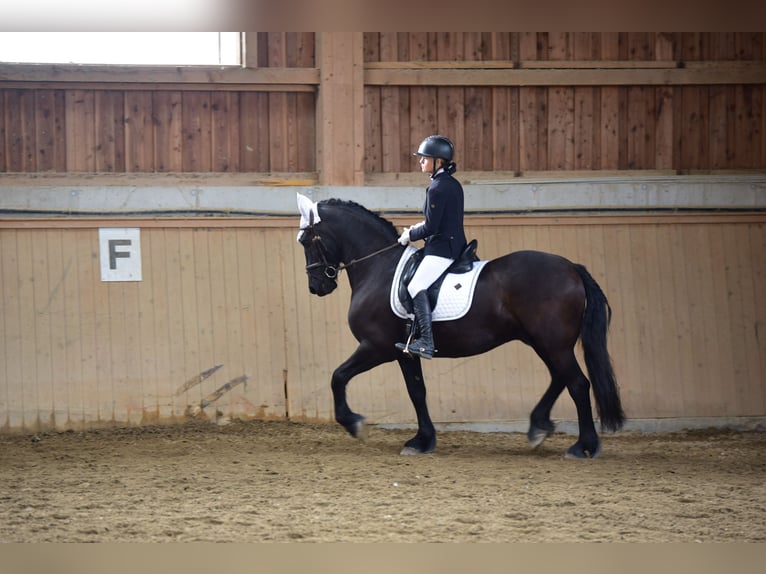 Friesen Wallach 11 Jahre 158 cm Rappe in Wels