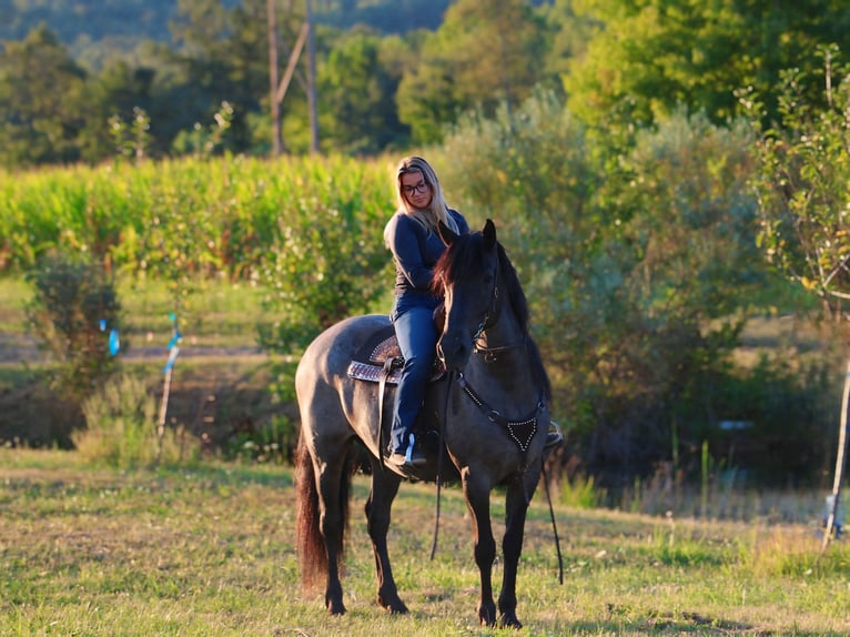 Friesen Mix Wallach 11 Jahre 160 cm Roan-Blue in Armbrust, PA