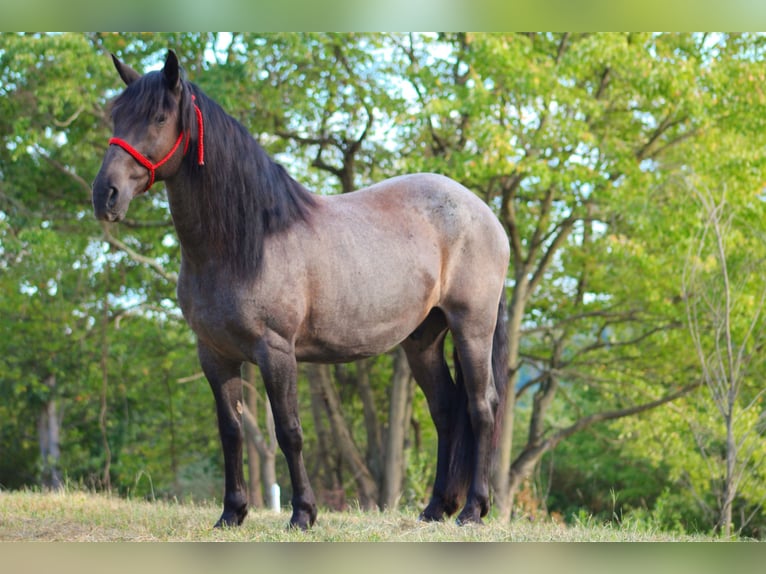 Friesen Mix Wallach 11 Jahre 160 cm Roan-Blue in Armbrust, PA