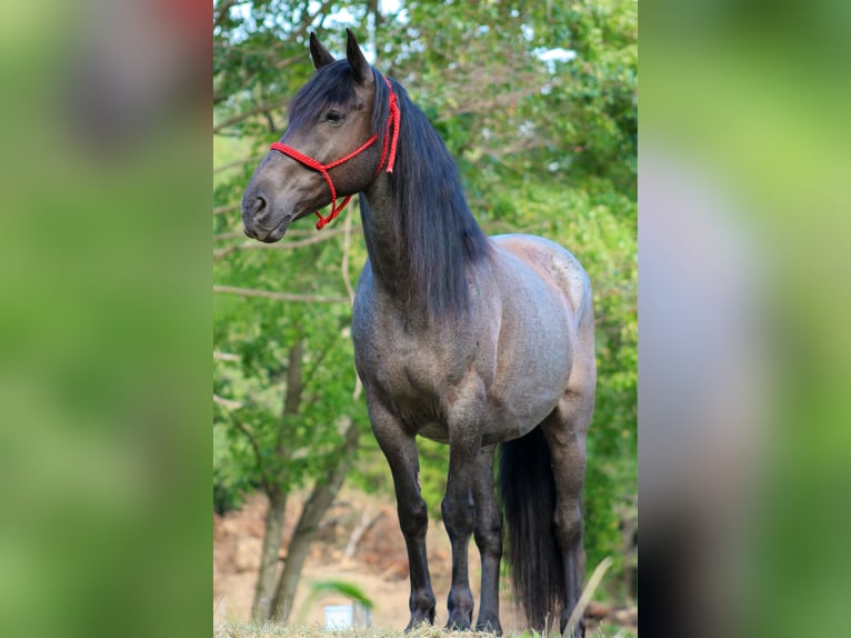 Friesen Mix Wallach 11 Jahre 160 cm Roan-Blue in Armbrust, PA